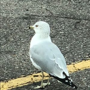 Meet your Posher, Laurie